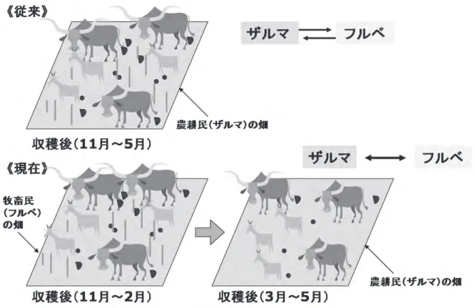 図 2-12　ザルマとフルベとの関係の変遷 て、フルベは徐々に周辺化していった。その政 治的、社会的状況は少なからず現在でも続いて いる（ Olivier de Sardan 1984 ）。しかし、村落地 域ではトウジンビエやモロコシなどの穀物を耕 作しながら、大規模な牧畜を行っているフルベ は今もなお多数を占めている。家畜もウシだけ でなく、飼料をあまり必要としないヒツジやヤ ギを組み合わせることで、慢性的に起こる干ば つや飢饉に備えるリスク管理を行っている。 4）ザルマ女性の役割と位置づけ 　ここではザ