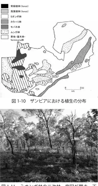 図 1-11 ミオンボ林の二次林 樹冠が開き、下 層植生の草本が生える（2012 年 12 月撮影）