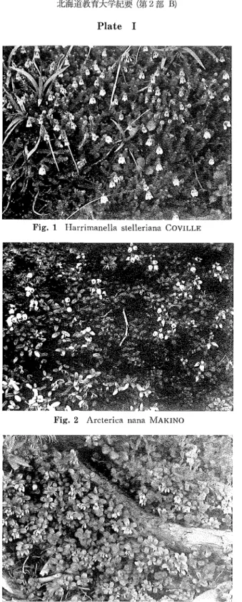 Fig. 1 Harrimanella stelleriana COVILLE
