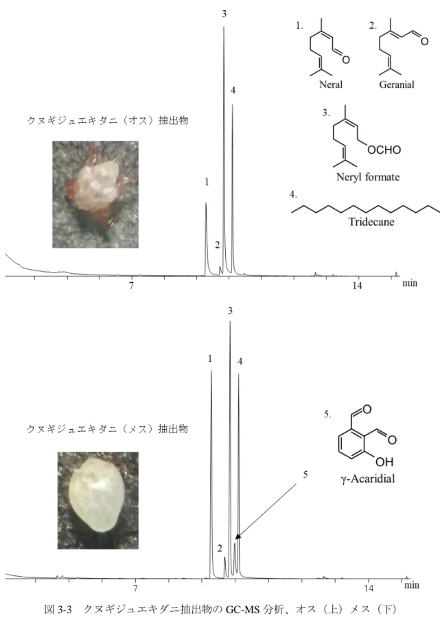 図 3-3  クヌギジュエキダニ抽出物の GC-MS 分析、オス（上）メス（下）