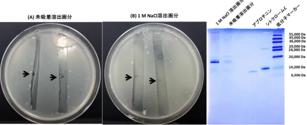 図 6-5  脱脂発酵液を Toyopearl DEAE-650M で分画した画分の SDS-PAGE のゲル の CBB 染色と細胞増殖抑制（その１）  60 日間培養した米のとぎ汁発酵液から脱脂発酵液を調製し、さらに Toyopearl DEAE-650M を用 いて未吸着画分、0.5 M NaCl 溶出画分と 1 M NaCl 溶出画分に分画した。図の右側に示しように 未吸着画分、1 M NaCl 溶出画分、分子量マーカーをロードし、さらに未吸着画分、1 M NaCl 溶 出画分を残りの複数レーンにロ