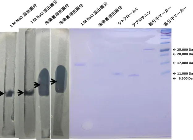 図 6-6  脱脂発酵液を Toyopearl DEAE-650M で分画した画分の SDS-PAGE のゲル の CBB 染色と細胞増殖抑制活性（その２）  図 6-5 と同じ試料を SDA-PAGE し、CBB 染色(右側ゲル)と細胞増殖抑制活性可視化法（図左側の 4 レーン）に供した。ゲルに示した矢印は細胞増殖抑制活性可視化法によって可視化された領域を 示す。  従って増殖抑制物質の分子サイズは 6,5 kDa 以下であると推定された。分画分 子量が 3,500 の透析チューブを用いて透析していること