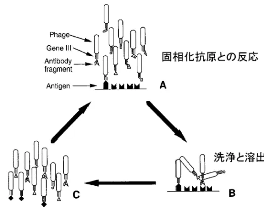 Fig. 3. Schematic Diagram of the Panning Process This ˆgure is adapted from Ref. 5).
