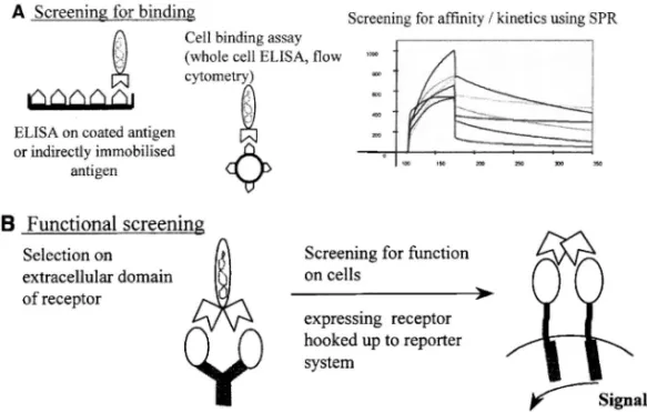 Fig. 5. Multiple Strategies for Screening Phage Ligands This ˆgure is adapted from Ref
