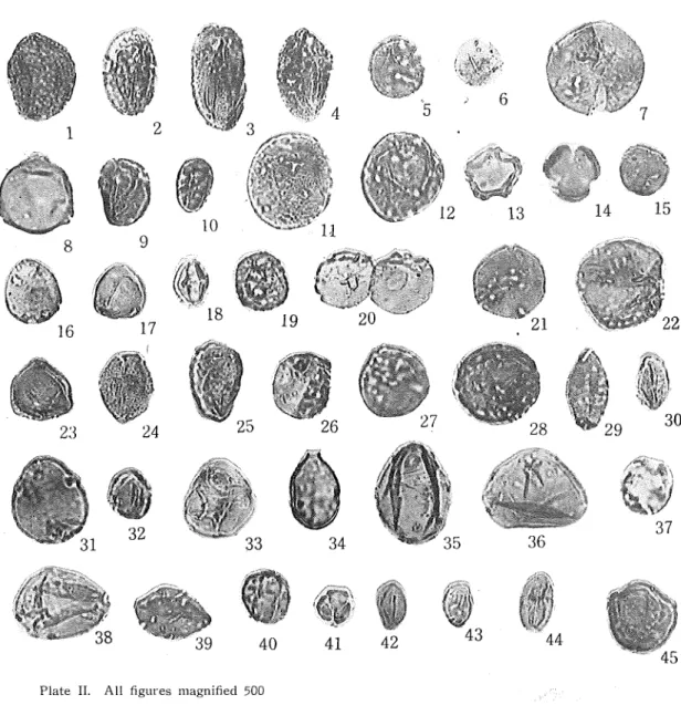 Fig. 35 : Gramineae type Fig. 36 : Equisetum type Lycopodiaceae type Fig. 38 : Inap. poll