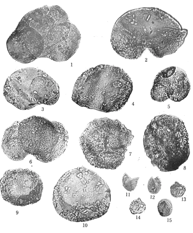 Fig. 10 : Larix type ^. , ^ ., ^^ ^s '^';^^^ M^I19;Zsuga type