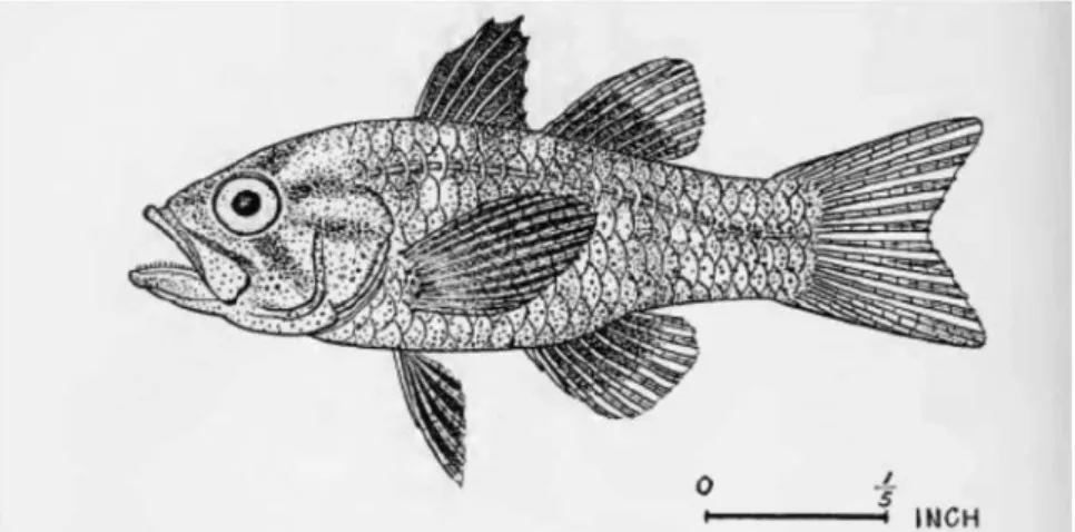 図 2 Apogon asaedae の標本画（Seale 1935: Figure 1 of Plate 23）
