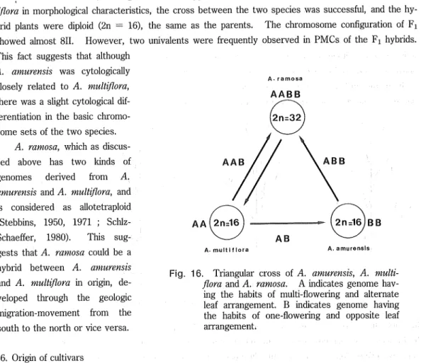 Fig. 16. Triangular cross of A. amurensis, A. multi- multi-flora and A. ramosa. A indicates genome  hav-ing the habits of multi-flowerhav-ing and alternate leaf arrangement