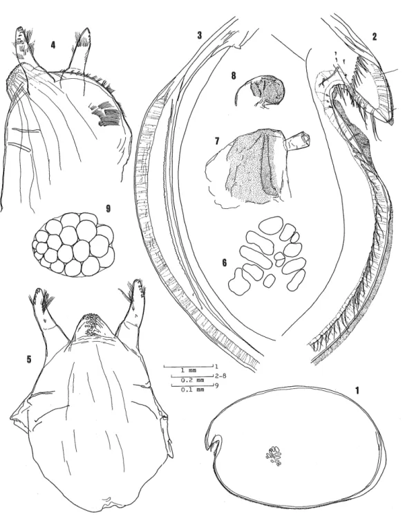 Fig. 1. Vargula sekiguchii sp. n. Female (1-4, 6-8. holotype ; 5. paratype). 1.