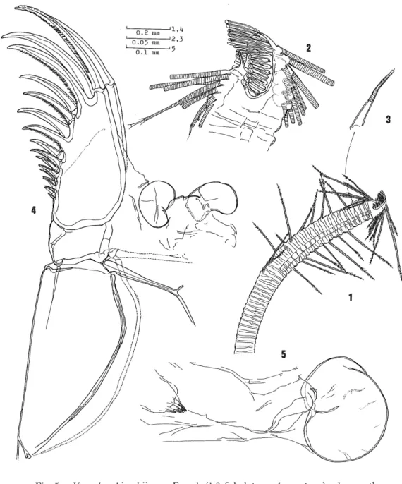 Fig. 5. Vargula sekiguchii sp. n. Female (1-3, 5. holotype ; 4. paratype). 1.seventh limb ; 2
