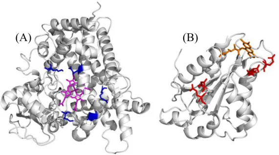 Figure  2.  The  basic  amino  acid  residues  (blue)  localized  at  the  proximal  side  of  CYP2C19 (A, PDB: 4GQS) and the acidic amino acid residues (red) on the surface of  FMN-binding  domain  of  human  CPR  (B,  PDB:  3QE2)