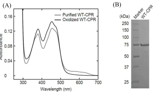 Figure 3. UV-visible absorption spectra (A) and SDS-PAGE of purified WT-CPR (B). 