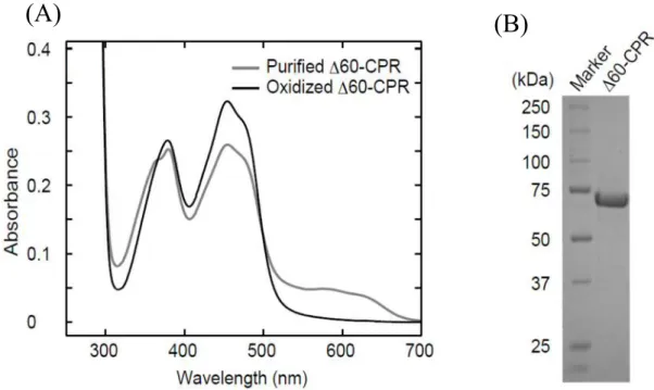 Figure  4.  UV-visible  absorption  spectra  (A)  and  SDS-PAGE  of  purified  60-CPR  (B)