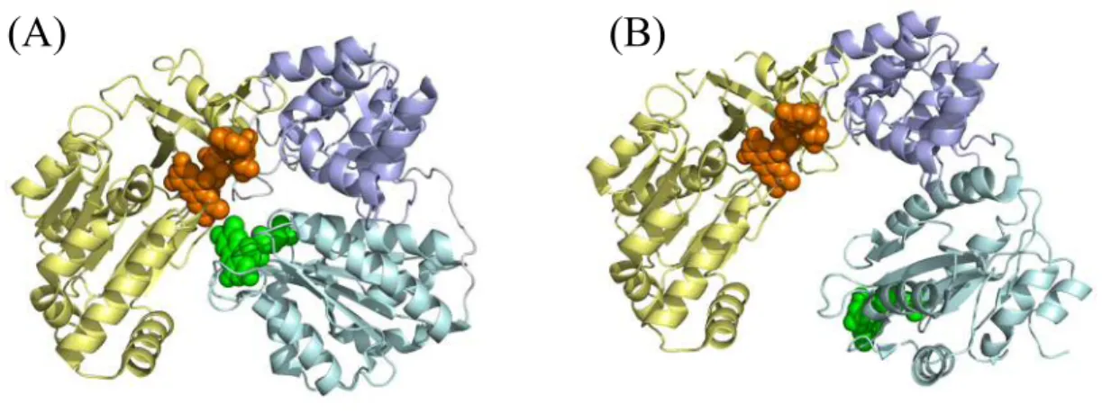 Figure  1.  Crystal  structures  of  N-terminal  membrane  anchor  truncated  CPR.  CPR  consists of one N-terminal membrane anchor domain and three hydrophilic domains,  i.e.,  FMN-binding  (cyan),  connecting  (purple),  and  FAD-binding  (yellow)  domai