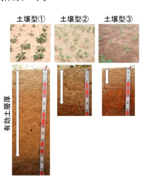 図 2 供試した 16 品種の子実収量  5 反復の平均値 ± 標準偏差を示す。横軸の A － P はそ れぞれに異なる品種で図中の矢印は各環境で収量 が最大の品種 を示す。年間 降水量は 2016 年が 999mm 、 2017 年が 795mm であった。図 1 スーダンサバンナで優占する 3 つの土壌型 それぞれに有効土層厚（植物が根を伸ばすことができる深さ；図の両矢印）、養分量、保水性が異なる。有効土層厚、養分量、保水性はいずれも土壌型①＞土壌型②＞土壌型③である。 図 3  各品種の栽培環境（土壌