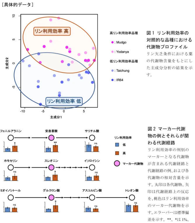 図 1  リン利用効率の 対照的な品種における 代謝物プロファイル  リン欠乏条件における葉 の代謝物含量をもとにし た主成分分析の結果を示 す。 図 2  マーカー代謝 物の例とそれらが関 わる代謝経路  リン利用効率の判別の マーカーとなる代謝物 が含まれる代謝経路と 代謝経路の例、および各 代謝物の相対含量を示 す。丸印は各代謝物、矢 印は代謝経路上の反応 を、桃色はリン利用効率 のマーカー代謝物を示 す。エラーバーは標準偏 差を示す。**、*は 1%、 5%水準で有意（t 検定）