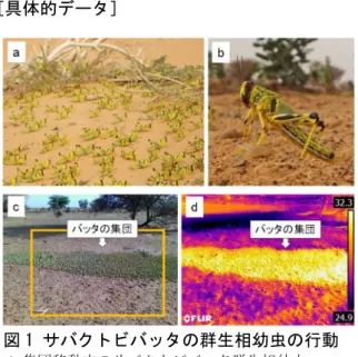 図 3  開発したモデルから予測した行動の 的中率  全体として 67.2% の的中率（ 305 件のうち、夜間 の休息行動 37 件、集団日光浴 5 件、クールダウ ン行動及び採餌 163 件の合計 205 件が的中） 。夜間の休息行動集団日光浴クールダウン行動、採餌 合計夜間の休息行動370239集団日光浴059095クールダウン行動、採餌80163171合計455255305的中率(%)82.2100.063.9予測値観測値図 2 バッタ周辺の表面温度と体温との関係 図中の直線は、バッタ周辺の表面（植