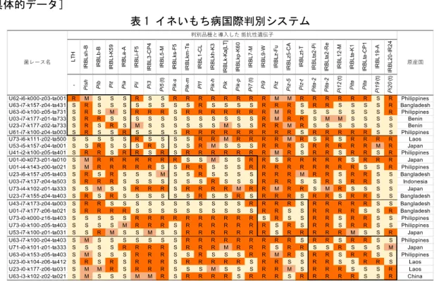図 1 判別品種群に対す る各地域のいもち病菌 菌系の病原性の頻度  地域により頻度が異なり、 多様な変異が認められる。 バングラデシュや西アフリ カでは病原性を示す菌系の 頻度は高い。 