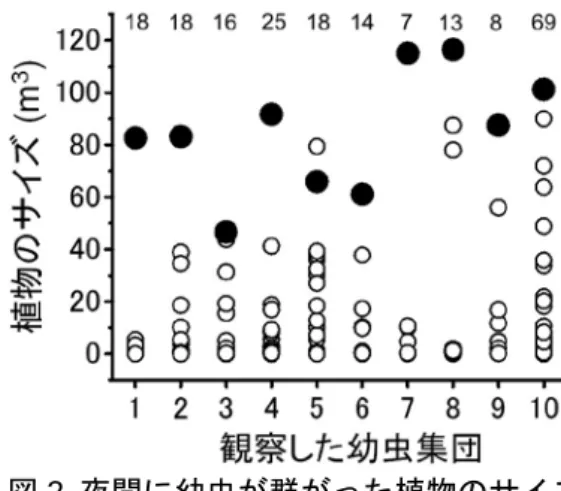 図 1  幼虫集団による生息場所選択  様々な大きさの植物が生えているが、幼虫は日暮れ 前に、いくつかの集団に分かれ、一番大型の植物（矢 印）に最も多く群がる。         図2  夜間に幼虫が群がった植物のサイズ 異なる10 の幼虫集団を観察した。一つの集団の中で、 最も多く幼虫が群がった植物（黒丸）から半径 20m 以内 の他の個々の植物（白丸）のサイズ（幅×奥行×高さ） を測定した。  図中の数字は観察した植物の数。  図 3  成虫集団による生息場所選択  夜間は幼虫と同様に大型の木本植物上に集