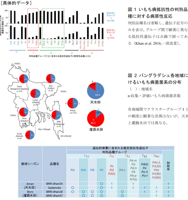 図 2  バングラデシュ各地域にお けるいもち病菌菌系の分布  （  ） ：地域名  n: 収集・評価いもち病菌菌系数 各地域間でクラスターグループ I と II の頻度に顕著な差異はないが、天水田 と灌漑水田では異なる。図1  いもち病抵抗性の判別品種に対する病原性反応 判別品種名は省略し、遺伝子記号のみを表示。グループ間で顕著に異なる抵抗性遺伝子は点線で囲ってある（Khan et al