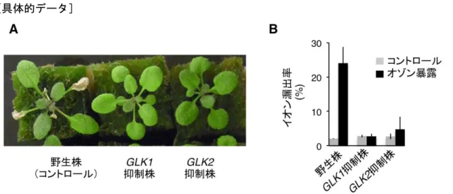 図 2.  オゾン耐性を持つ GLK1, GLK2 抑制植物の気孔開度 