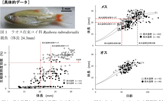 図 2  高水温期および低水温期における Rasbora  rubrodorsalis メスの生殖腺熟度指数と体長の関係  水田地帯上流部 下流部周年禁漁域（産卵個体群保護域）継続的漁業可能域溜め池 個体流下による下流への資源供給個体遡上不可能小滝