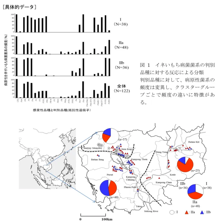 図 1 イネいもち病菌菌系の判別 品種に対する反応による分類 判別品種に対して、病原性菌系の 頻度は変異し、クラスターグルー プごとで頻 度の違いに特徴が あ る。