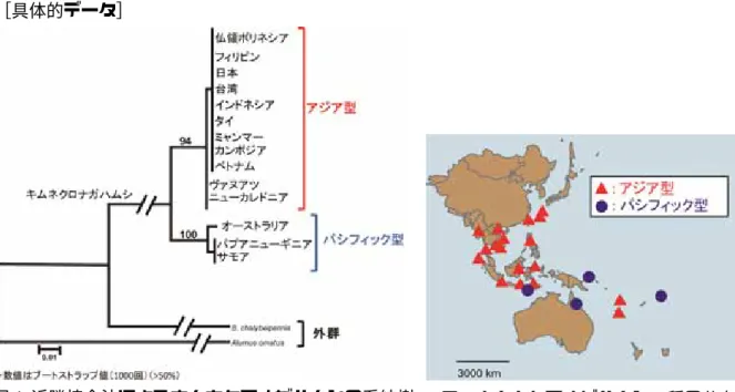 図 4 キムネクロナガハムシ 2 種の PCR-RFLP による識別 図1 近隣接合法によるキムネクロナガハムシの系統樹図3 キムネクロナガハムシ2種の生態の比較 図2 キムネクロナガハムシ 2 種の分布