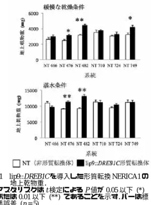 図 1  lip9::DREB1C を導入した形質転換 NERICA1 の 地上乾物重．  アスタリスクは t 検定による P 値が 0.05 以下 (*) または 0.01 以下 (**) であることを示す． バーは標 準誤差  (n = 5)． 表1 lip9::DREB1Cを導入したNERICA1の急速な乾燥条件下における生存率． z 408〜749はlip9::DREB1Cを導入した形質転換系統． y異なる英字はTukey検定により有意差（P < 0.05）が検出されたことを示す． 