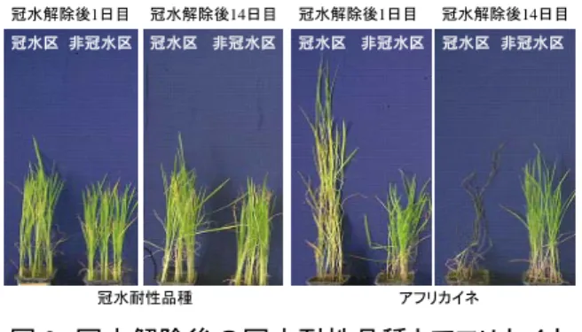 図 1  冠水中の地上部伸長量と冠水解除後の地上部乾物  増加量比の関係  図 3  短期冠水耐性に関連する主成分の変数プロット  図 4 主成分分析による短期冠水耐性評価  シンボルは図 1 に同じ