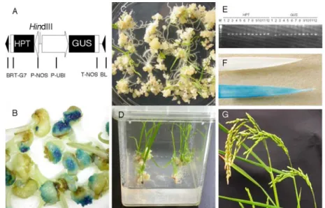 図 1  アグロバクテリウム法によるネリカ形質転換体の作出．A,  バイナリーベクターpBIG-ubi::GUS の T-DNA 領域の構造および Hin dIII サイ ト; B,  アグロバクテリウム接種7日後の未熟胚におけるGUS活性; C, 20 mg/l  ハイグロマイシンを含む培地上で再生したシュート; D, 30 mg/l  ハイグロマイシンを含む培地上での再生個体の生長; E,  再生個体の PCR 検定（lane 1,  非形質転換体; lanes 2-11,  形質転換体; lane 1
