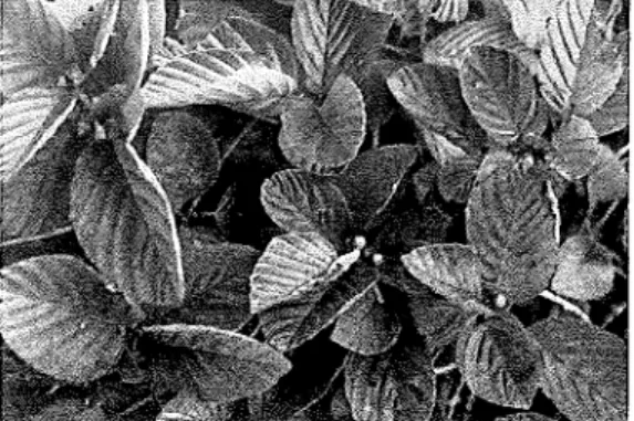 Fig. 1 Botrychium lunaria (L.) SWARTZ Fig. 2 Rhamnus ishidae MlYABE et KUDO