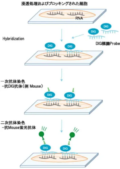図 9  二次抗体を用いた蛍光免疫染色プロトコルの概要。ジゴキシゲニン  (digoxigenin, DIG) ラベルされた RNA プローブを用い細胞内 RNA の局在を検出 する。 