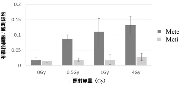 図 13  観測細胞数に対する H1299 細胞の有顆粒細胞数の割合。 