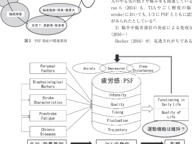 図 2 PSF 発症の関連要因 図 3 PSF 発症の関連要因と経過（文献 13 を改変）PSD症状は軽快するがPSFは改 善 し な い．Hinkleら（2017）も，PSDのないPSFもあり，PSFは組織傷害が誘因であるとしている．Duncanら（2012）は，心理的要素（うつ・自己高揚感・期待度）や睡眠障害との関連を指摘している１６）．これまでの報告からは，PSD・不安・睡眠障害などと，PSFとの関連性における強弱は断定できていない．一方，身体運動機能との関連性を，大串ら（2018）がPSFの有無を2