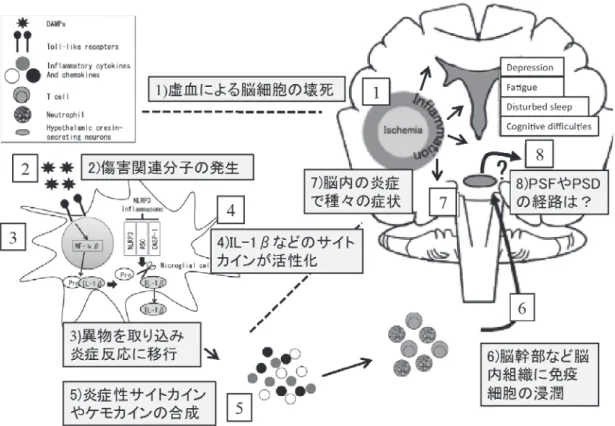 図 4 傷害部位の 炎症 を起点にした PSF 発症のメカニズム（文献 25 を改変） は，「炎症」がキーワードになるとし，免疫調整機能の変 動 が 発 症 機 序 の 基 盤 に あ る と 指 摘 し て い る ２３） ．七 田 （2019）も，脳梗塞後の細胞死から炎症が起点となるサイ トカインについて研究を進めている ２４） ．さらに，Wen ら（2018）は，脳卒中後の脳内組織の傷害部からサイト カイン等の生理活性物質が湧出し，これらが血中から脳 幹部などへ伝わり，複雑に影響し合って「疲労感」とし