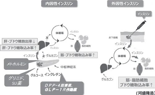 図 1 健常人，2 型糖尿病患者の内因性インスリンの作用部位，皮下投与インスリンの作用部位の 差異は？ “ 糖のながれ ” の制御因子は？ ৔౤ਙ崌嵛崡嵒嵛 ਗ౤ਙ崌嵛崡嵒嵛崘嵓崛嵤崡崌嵛崗嵔崩嵛রᆏઋ৽௺崌嵛崡嵒嵛崘嵓崓崜嵛ຩ嵣崾崱崎ႇଣল૨ڃຩ嵣崾崱崎ႇ਄੢峩૨ڂ൙嵣崾崱崎ႇ਄੢峩૨ڂ࿫ᆅ಍ཝ൙崘嵓崓崜嵛൙ ࿫ᆅ಍ཝຜৣੌ௶৬࿯୭৬࿯୭൙嵣࿫ᆅ಍ཝ崾崱崎ႇ਄੢峩૨ڂ崌嵛崡嵒嵛崌嵛崡嵒嵛崌嵛崡嵒嵛 ఖాඤୗك嵤崡崌崌嵛嵛崗崗嵔崩嵔崩嵛嵛Ჾ᳊᳊᳊᳊Ხ᧹ܹᕤŴᲾ᳊᳊᳊᳊ ᲮᲮᲮᲮ᧹᳁᳆᳊ᲧᲫ᳌ᕤŴ᧹ܹᕤ᳌᳌᳌