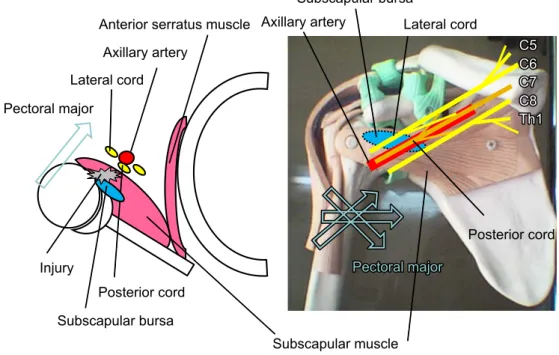 Fig. 4 Locations of the cords of the brachial plexus against the subscapular muscle.