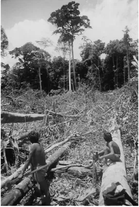 Figure 3  Clearing Swidden