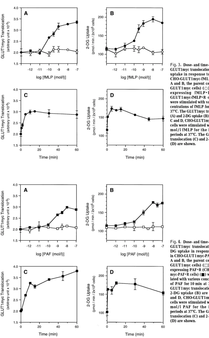 Fig. 3. Dose- and time-dependent GLUT1myc translocation and 2-DG uptake in response to fMLP in CHO-GLUT1myc-fMLP・R cells.