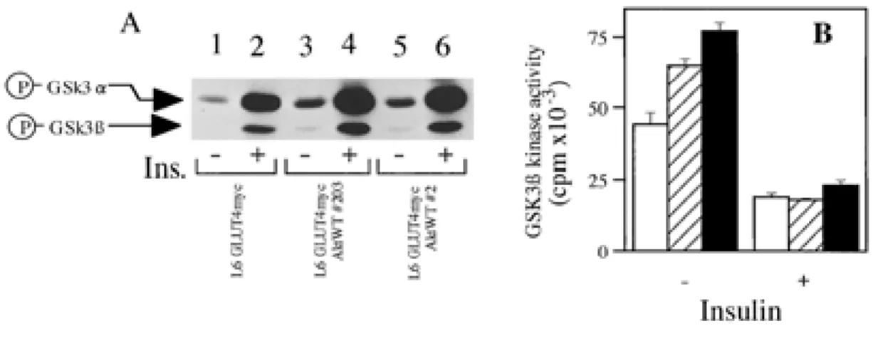 Fig. 4. Effect of WT Akt1 overexpression on the phosphorylations and activities of GSK 3 β in L6 myotubes.