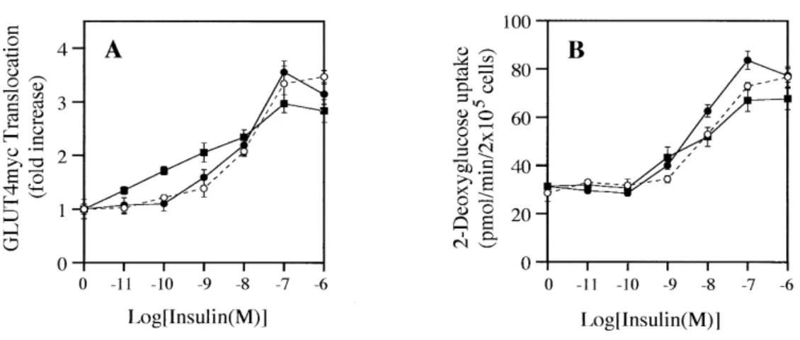 Fig. 5. Effect of WT Akt1 overexpression on the insulin-stimulated GLUT4 translocation and glucose uptake in L6 myotubes.