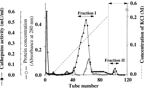 Fig. 3. CM Sephadex C-50 column chromatography of cysteine protease present in the synovial fluids of RA patients