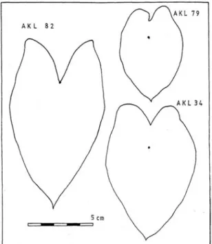 Figure 5.4  Leaf-blade outlines, each from a single leaf. AKL 34 and AKL 79: C. esculenta,  peltate