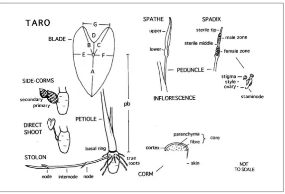 Figure 4 Schematic illustration of terms used to describe taro.