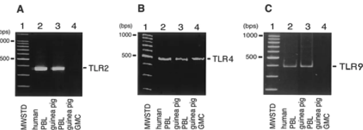 Fig. 2. Detection of TLR2 and 4 proteins in gastric mucosal cells. Membrane proteins were prepared from guinea pig GMC, human or guinea pig PBL, as described in MATERIALS AND METHODS