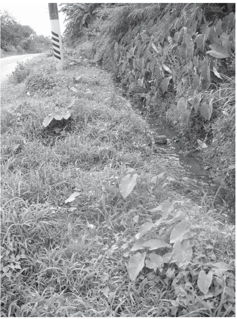 Figure 4 Wild taro growing alongside a wet ditch, at left, between the road and a fi eld with taro