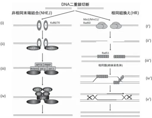 図 2 DNA2 本鎖切断の修復機構 直線は DNA，他の図形（楕円，四角など）は全て修復に関わ るタンパク質である．NHEJ では，まず Ku86/70 が DNA 断端に結合し，これに DNA-PKcs が 結合する．これら 3 つのタンパク質を合わせて DNA2 本鎖切断のセンサー DNA-PK である． がある（図 2） ２） ．NHEJ は空間的に最も近接する 2 本鎖 DNA 末端同士を繋ぎ合わせる反応である．一方，HR は 2 本鎖切断が生じた際に，それと相同あるいは同一の 配列を探し出し，そ
