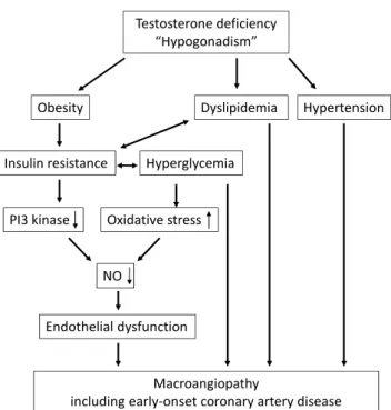 Figure 4. 　Prospective scheme of the main pathogenic pathway of  testosterone deficiency