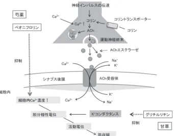 図 3 退院時外表所見 筋緊張など全ての症状は改善し，開口障害もみられない． 図 4 芍薬甘草湯の筋弛緩作用（文献 13 改変） プスも遮断し，筋は拘縮した状態となる．さらに毒素量 が多いと神経筋結合部でのアセチルコリンの遊離が遮断 され，伝達が遮断し，弛緩性麻痺が起こる．また血液中 のわずかな毒素が正常な血液脳間門を通過して中枢神経 系に入り，痙攣を悪化させることも示唆されている．今 回，全身の強直性痙攣，顔面痙攣など多彩な症状が続発 したのは筋の拘縮の範疇を越えて中枢神経系も障害され た可能性があるが，
